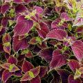 Variegated burgundy and chartreuse coleus laves fill a container.​