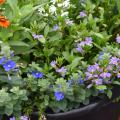 Scaevola – Tiny purple, white and orange flowers can be seen among a mass of green leaves.  