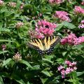 A yellow butterfly sits atop a green bush with pink flowers.