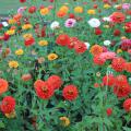 Dozens of red, yellow and white flowers grow on long stems.