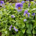 Blue-purple flowers on slender, upright stems stand above a mass of green foliage.