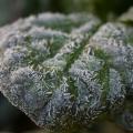 A green leaf is covered with individual, geometric ice crystals.