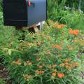 A black mailbox rises above a sea of green foliage and delicate clusters of mostly orange flowers.