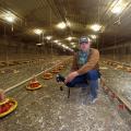 A man wearing a baseball caps squats down inside a poultry house, holding a black camera. Feeders line the floor in rows, small, yellow chicks feed nearby, and the house stretches behind him in the distance.