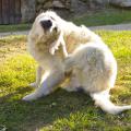 A golden retriever scratches fleas on green grass.