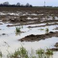 An overcast sky is reflected in water standing over and between the rows of a muddy field.