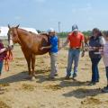 Five people stand around a brown horse in a dirt paddock. One person has her hands on the horse as she listens to its side with a stethoscope. Two women are holding notepads and listening.
