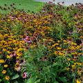 A sea of yellow flowers with black centers and pink flowers with orange centers cover a flower bed.