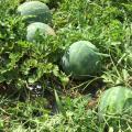 Four large, ripe watermelons lie among vines in the field.