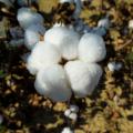 A pure white cotton boll opens on a brown stem.