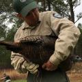 A man in a conservation officer uniform stands looking down at a large bird held under his arm.