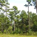 A stand of tall pine trees with significant amounts of green brush, grass and small trees growing beneath them.