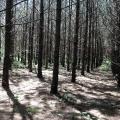 Sun shines down through rows of young pine trees, each about 10 inches in diameter, with minimal greenery visible.