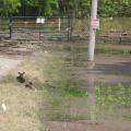 Two deer are lying down beside a remote road that ends at a closed farm gate with floodwater and debris floating beyond and around the area.