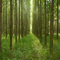 Medium-sized trees grow in straight rows as the sun highlights the green treetops and ground covering.