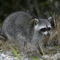 A raccoon with gray fur roaming in the woods.