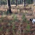 Two English Pointer hunting dogs tracking a scent in a forest.