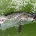 A silver fish is released into green water.