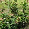 Green bushes grow in rows, holding red and black berries, along with a few white flowers, above their leaves.