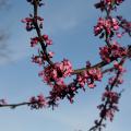Pea-sized redbud flowers hang from thin tree branches.
