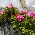 Numerous pink roses flowers bloom on light-green leaves against a gray wood fence.