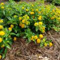 Round, yellow flowers made up of tiny blooms cover a low-lying, green plant growing from brown pine straw.