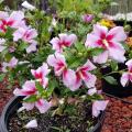 Nearly a dozen light-pink flowers with dark-pink centers grow in a large circular container.