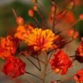 A cluster of orange flowers with red stamens.