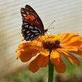 A black butterfly with red and white spots stands on top of a single orange bloom.