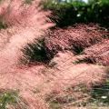 Flowery grasses glow pink as they are backlit by the sun.