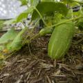 A close-up photo of a green cucumber growing on a vine with another visible in the background.