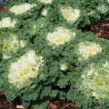 A cluster of green kale plants with white centers.
