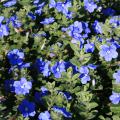 Dozens of blue flowers bloom over green leaves.