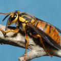 A closeup of a Southern yellowjacket queen.