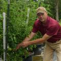 A man wearing a baseball cap reaches toward a green tomato growing on a large, caged plant.