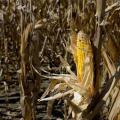 An ear of corn in front of a backdrop of stalks.