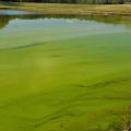 A pond with green film at the top.