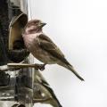 A bird eats seed from a feeder.