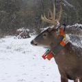 A deer with antlers standing in the snow.