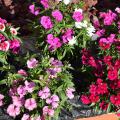 Different varieties of pink and white dianthus flowers.