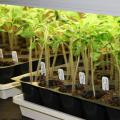 Slender, green seedlings grow in rows under lights in black trays marked by white tags.