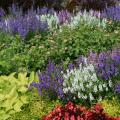 White and purple flower stalks are massed in a bed with a variety of pink flowers and different colors and shapes of green leaves.