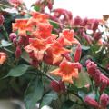 Trumpet-shaped orange flowers bloom on vines next to pink buds.