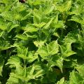 Bright-green leaves with ruffled edges fill the entire frame.