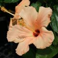 A large, peach-colored flower blooms wide open against dark-green leaves.
