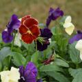 A single red bloom rises above green leaves along with white and purple blooms.