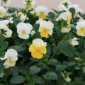 Flowers with white and yellow petals bloom above lush, green leaves.