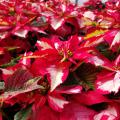 Red poinsettia leaves sport white centers.
