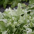 Frost covers the ruffled leaves of young lettuce.