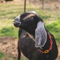 A goat stands in front of a fence.